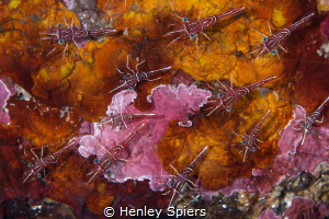 Shrimp Platoon by Henley Spiers 